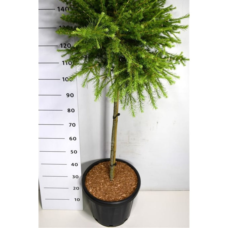 Europeisk lärk – Larix laricina 'Arethusa Bog' - C25 90 cm. Stam